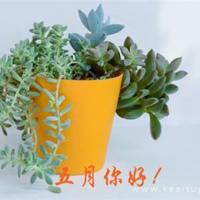 看中国传统文化观后感集锦