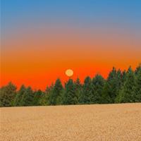 再见狐狸读后感500字合集