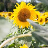 宝贝猪读后感400锦集