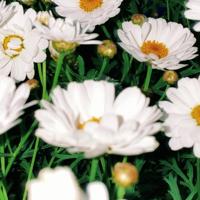 美丽的小松鼠读后感汇总