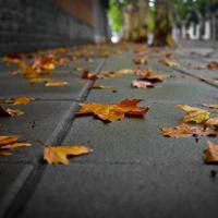 少年派的观后感日记汇合