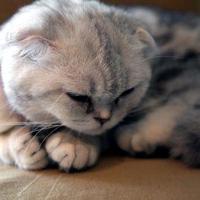 读秃秃大王的读后感精练