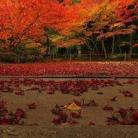 防校园欺凌读后感作文精选