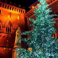 雀之灵舞蹈观后感200精练