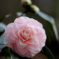 岳飞的作品读后感精选