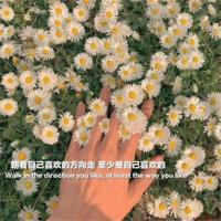 只是一只狼读后感汇集