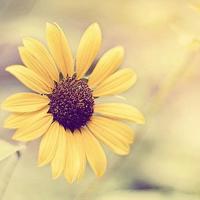 妈妈只有你能欣赏我读后感聚集