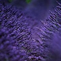 宪法与权利读后感集合