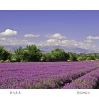 偷东西的小男孩读后感总汇