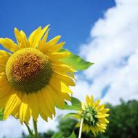 剑川火把节的读后感合集