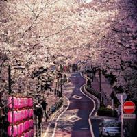 屠呦呦诺奖演讲读后感精选