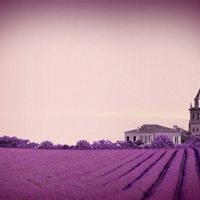 向日葵观后感500字集锦