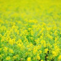 红色基因的观后感350聚集