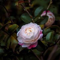 阅兵600字观后感高中集锦