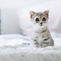 我爱你中国小学生读后感聚集