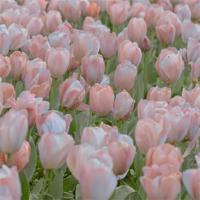 马青皮养鸭子读后感整理