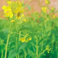 读后感大全稻草人初中合集