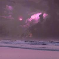 种太阳花读后感50字锦集