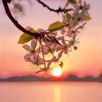 忧伤的鱼的读后感集锦