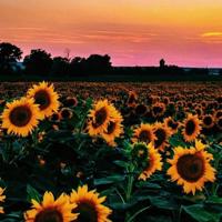 傅雷家书二则观后感细选