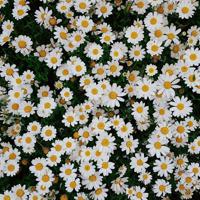 校园里的新发现读后感合计