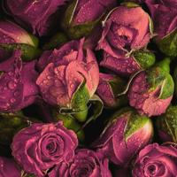 捷德奥特曼第一集观后感聚集