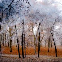 在理发师的剃刀下读后感整理