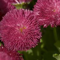 海豚湾观后感英文合计