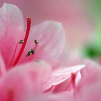 花婆婆读后感200汇总