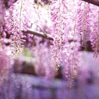 红心番薯读后感400集锦