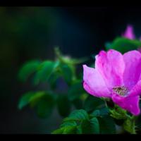 雨巷读后感300摘录