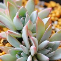 嘉丽妹妹长篇读后感集锦