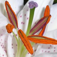 凤凰花开电影观后感收集