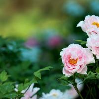 舞蹈风荷雨笠观后感汇集