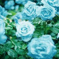 圣诞节观后感大全汇集