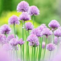 狗狗读后感300多字摘录