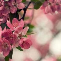 胡杨树下的孩子读后感锦集