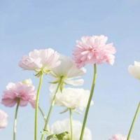 用英语写草房子的读后感锦集