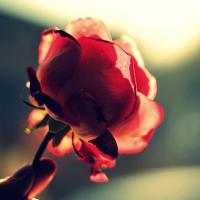 看阅兵观后感高中汇聚