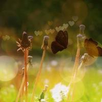 母亲的答案读后感锦集