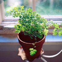 凋谢记录片观后感收集