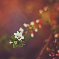 绿读后感550字整理