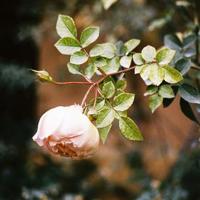 六年级鹰志读后感300字集锦