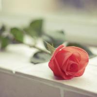 临时妈妈的读后感精选