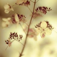 贪心的小狼读后感汇聚