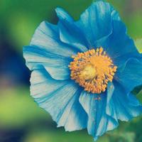 花的学校课文的读后感精练