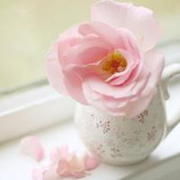 太阳脸观后感400字合计