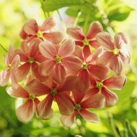 小班中秋节节目观后感摘录