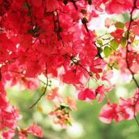 一个红辣椒读后感锦集