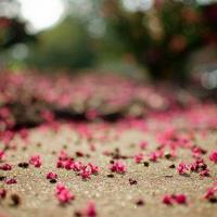 一个人的第一次旅行读后感锦集